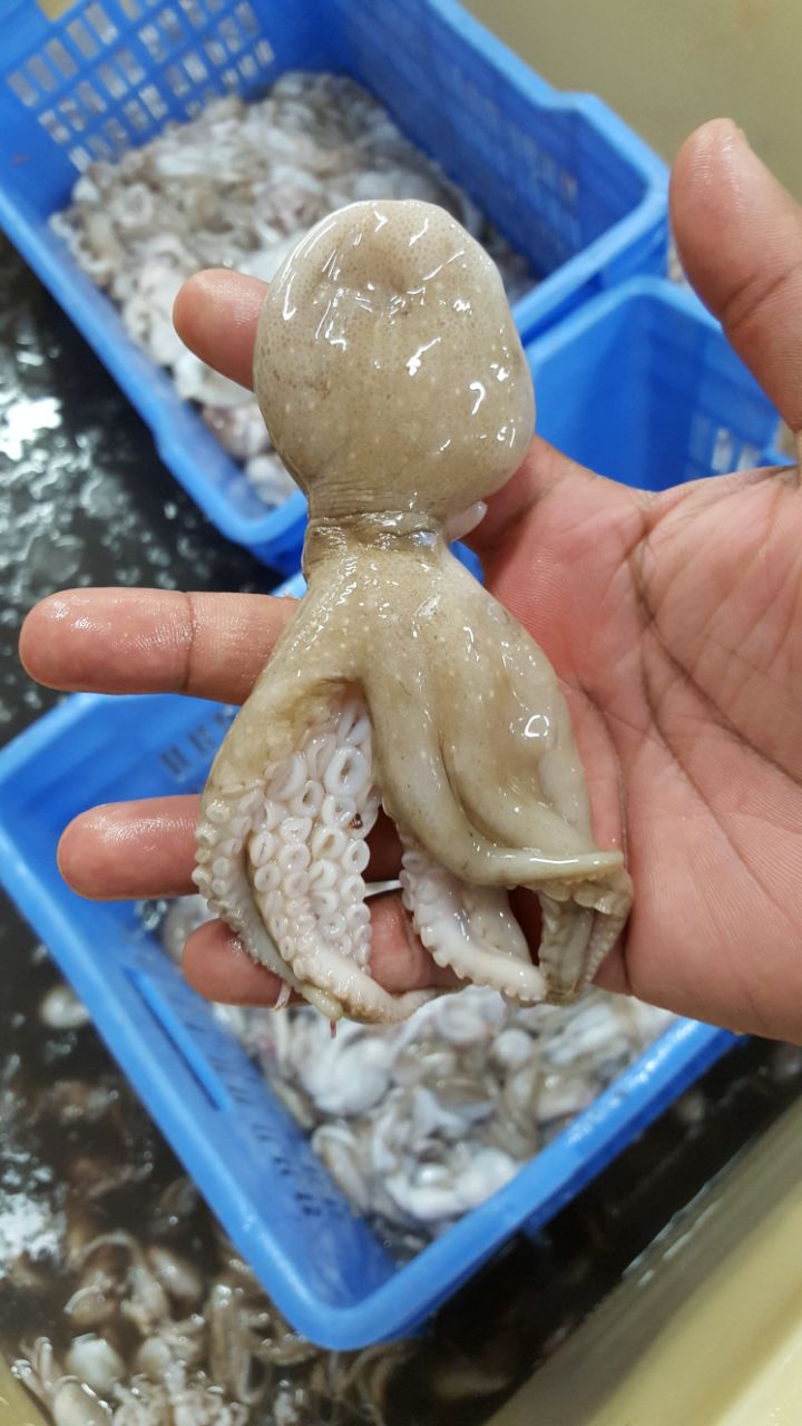 Baby Octopus Whole (Block Frozen) 5kg X 4 